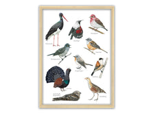 Lade das Bild in den Galerie-Viewer, Poster mit 10 seltenen Vögeln in Rahmen
