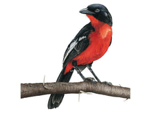 Lade das Bild in den Galerie-Viewer, Zeichnung Rotbauchwürger, leichtend rot und schwarzer Vogel
