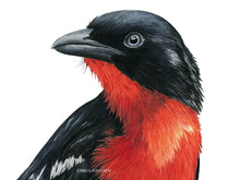 Load image into Gallery viewer, Detailansicht vom Rotbauchwürger