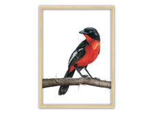 Load image into Gallery viewer, Zeichnung Rotbauchwürger auf Dornenast in Holzrahmen