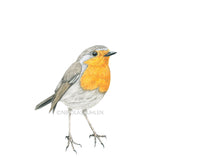Load image into Gallery viewer, Rotkehlchen vor weißem Hintergrund