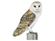 Load image into Gallery viewer, Zeichnung Schleiereule ohne Rahmen