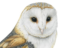 Load image into Gallery viewer, Zeichnung Schleiereule, Detailansicht Kopf