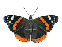 Load image into Gallery viewer, Schmetterling Admiral