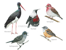 Load image into Gallery viewer, Ausschnitt oben 5 Vögel