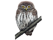 Load image into Gallery viewer, Sperlingskauz Zeichnung auf Ast