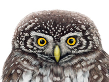 Load image into Gallery viewer, Detail Ansicht Sperlingskauz mit orangenen Augen