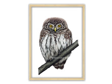 Load image into Gallery viewer, Zeichnung Eule Sperlingskauz auf Ast in Holzrahmen