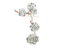 Load image into Gallery viewer, 5 Sukkulenten grün grau weißer Hintergund