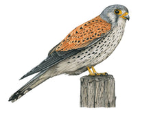 Load image into Gallery viewer, Männlicher Turmfalke auf Holzpfahl, Farbzeichnung auf Papier