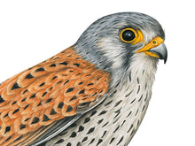 Load image into Gallery viewer, Nahansicht vom Turmfalken Kopf