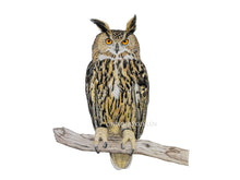 Load image into Gallery viewer, Uhu Eule auf Ast Detail