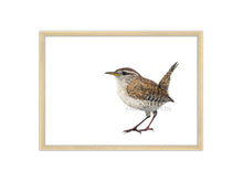 Load image into Gallery viewer, Zaunkönig brauner Vogel Seitenansicht mit Rahmen