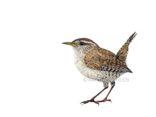 Load image into Gallery viewer, Zaunkönig brauner Vogel Detail