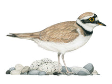 Load image into Gallery viewer, Der Vogel hat eine charakteristische schwarze Gesichtszeichnung und einen gelben Aungenring
