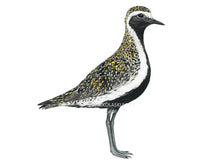 Load image into Gallery viewer, Der Vogel ist auffällig gefärbt: schwarz weiße Unterseite und golden gesprenkelte Flügel und Rücken
