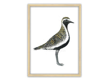 Load image into Gallery viewer, Zeichnung vom Goldregenpfeifer auf weißem Hintergrund und im Holzrahmen

