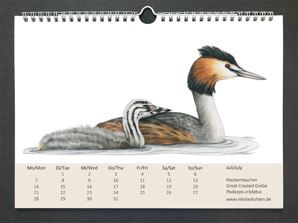 Vogelkalender 2025 Wandkalender Vögel – Nikolas Kuhlen