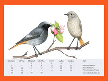 Load image into Gallery viewer, Hausrotschwanz Paar auf Ast mit Apfelblüte, links das dunkle Männchen rechts das helle Weibchen
