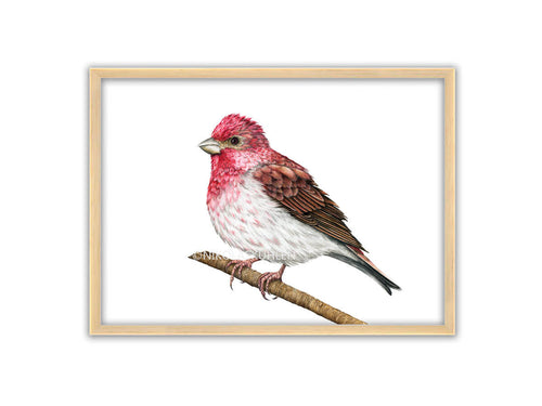 Vogel mit weißem Bauch, roter Brust und Kopf und brauen Flügeln sitzt auf einem Ast