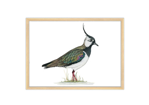 detailreiche Zeichnung von einem Kiebitz, schwarz weißer Vogel mit schillernd grünem Rücken und langer Haube