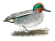 Load image into Gallery viewer, Die Ente ist überwiegend schwarz weiß mit einem prächtigen rostbraun und grünem Kopf
