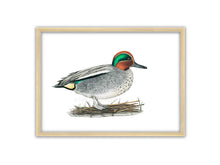 Load image into Gallery viewer, Zeichnung einer Krickente mit etwas Nistmaterial auf weißem Hintergrund
