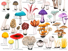 Load image into Gallery viewer, Eine weitere  Detailansicht der Pilze: Die Illustrationen sind bunt und realitätsgetreu gezeichnet
