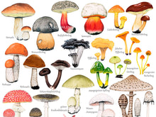 Load image into Gallery viewer, Detailansicher einiger Pilze: Sie sind in einem sehr realistischen Stil gezeichnet und die Namen stehen jeweils klein dabei
