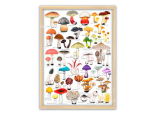 Load image into Gallery viewer, Poster mit Pilz Illustratioen in einem hellen Holzrahmen
