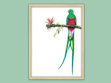 Lade das Bild in den Galerie-Viewer, Zeichnung von einem Quetzal, einem rot-grünen Vogel mit langen Schwanzfedern, der auf einem bewachsenen Ast sitzt
