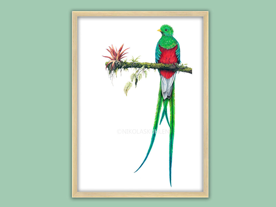 Zeichnung von einem Quetzal, einem rot-grünen Vogel mit langen Schwanzfedern, der auf einem bewachsenen Ast sitzt