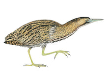 Load image into Gallery viewer, Der Vogel steht auf einem Bein und schaut nach rechts, das Gefieder ist braun schwarz und im Schilf perfekt getarnt
