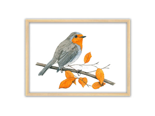 Rotkehlchen auf einem Ast mit orange-braunen Blättern