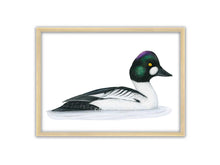 Load image into Gallery viewer, Zeichnung einer Schellente im Holzrahmen
