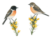 Load image into Gallery viewer, links das Männchen mit schwarzem Kopf, rechts das Weibchen
