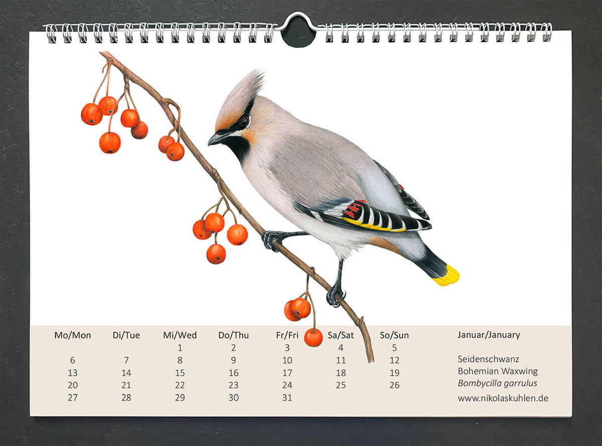 Vogelkalender 2025 Wandkalender Vögel – Nikolas Kuhlen