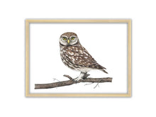 Load image into Gallery viewer, Zeichnung von Steinkauz auf einem Ast

