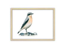 Load image into Gallery viewer, Zeichnung eines Steinschmätzers auf einigen Kieseln
