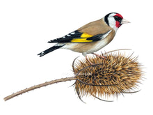 Load image into Gallery viewer, Der Vogel hat eine weiß roten Kopf mit schwarzer Maske und gelbe Fügelfelder
