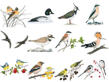 Lade das Bild in den Galerie-Viewer, Überischt aller im Kalender enthaltenen Vogelarten
