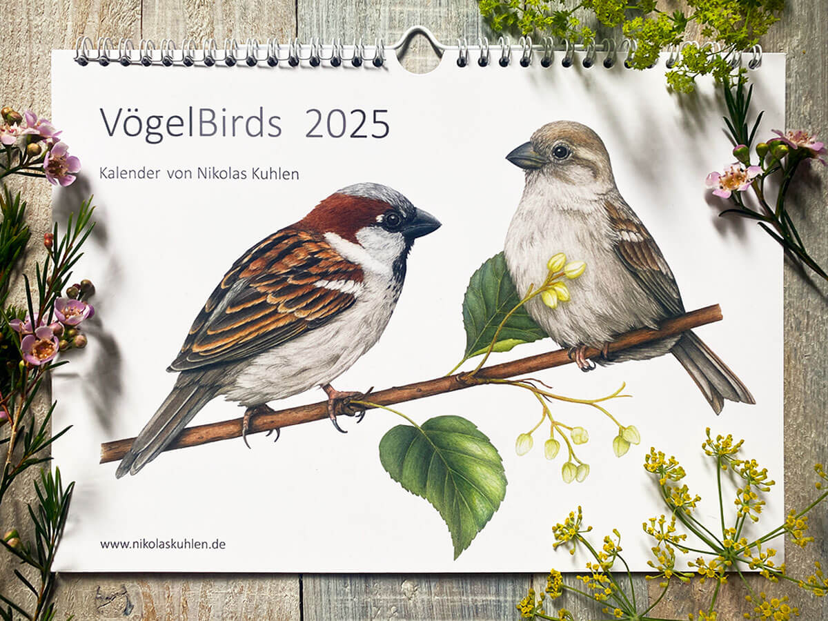 Vogelkalender 2025 Wandkalender Vögel – Nikolas Kuhlen