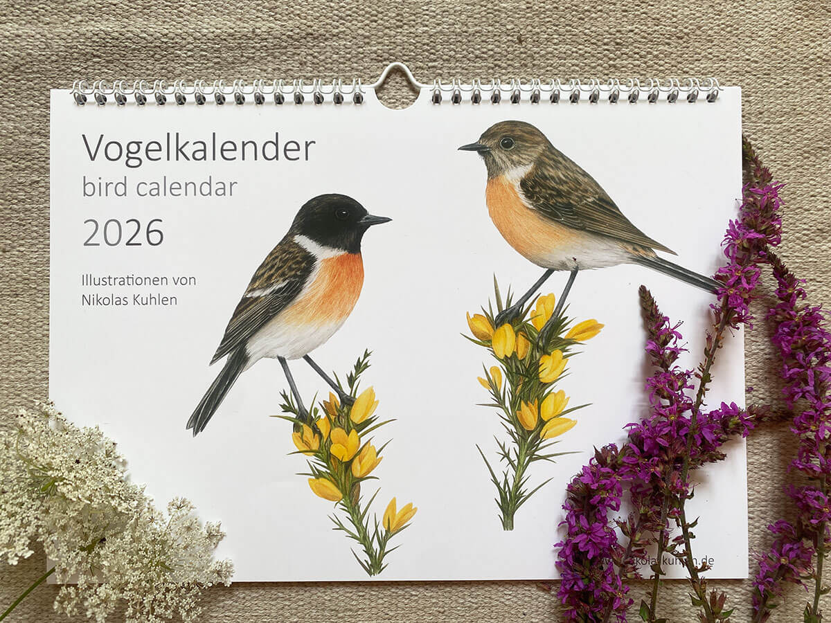Vogelkalender 2026, auf dem Deckblatt  Schwarzkehlchen auf gelben Blüten. Als Deko liegen einige Blumen neben dem Kalender