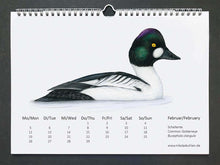 Load image into Gallery viewer, Februar Seite des Kalenders. Eine Schellente, schwarz weiße Ente mit grün schimmernden Kopf
