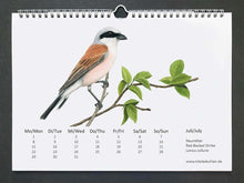 Load image into Gallery viewer, Juli Seite mit Neuntöter, einem braun grauen Vogel mit rosa Bauch. Er sitzt auf einem Zweig mit grünen Blättern
