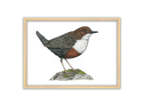 bräunlich-weißer Vogel auf einem moosbewachsenen Stein