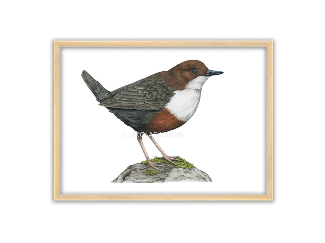 bräunlich-weißer Vogel auf einem moosbewachsenen Stein