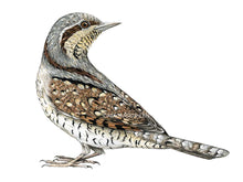 Load image into Gallery viewer, Der Vogel schaut nach hinten, mit gewendetem Hals. Das Gefieder ist bräunlich grau und gut getarnt
