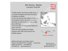 Load image into Gallery viewer, Informationskarte Bali Star englisch
