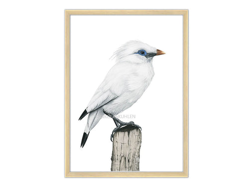Zeichnung Bali Star - weißer Vogel